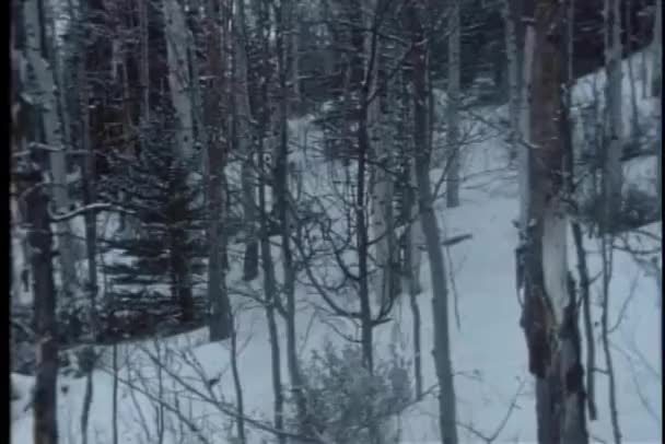 平移秃树在冬季森林中的枪 — 图库视频影像
