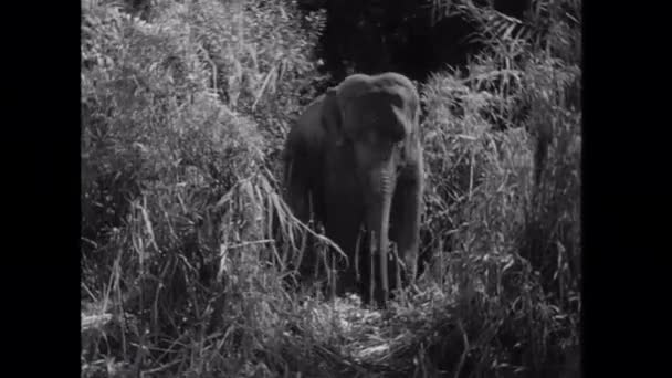 Слон Останавливается Поднять Свой Багажник Время Блуждания Джунглям — стоковое видео