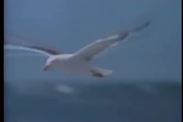 Seagull Flying Sky — Stock Video