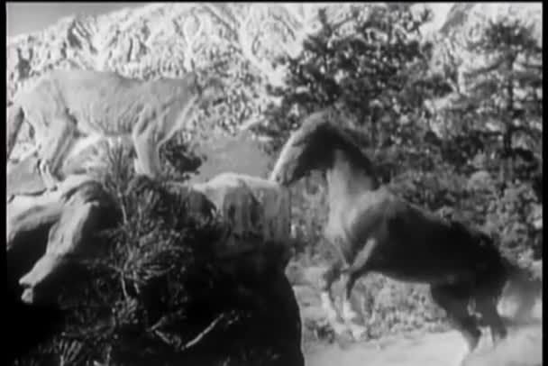 Άλογο Και Cougar Που Αγωνίζονται Στο Εθνικό Πάρκο — Αρχείο Βίντεο