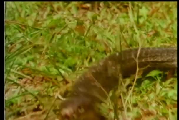 Snake Fight Wild Vintage Footage — Stock Video
