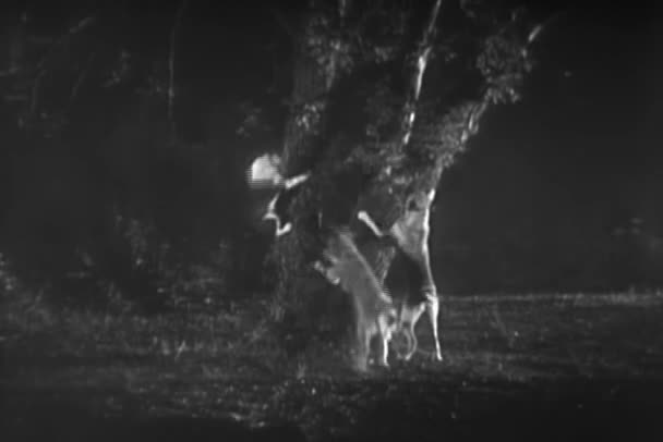 ジャンプと 1940 年代の夜にツリーで何かに向かって吠え犬 — ストック動画