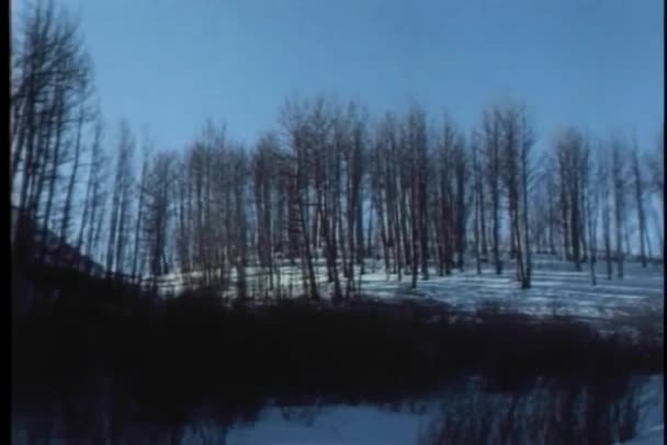 겨울에 나무의 — 비디오