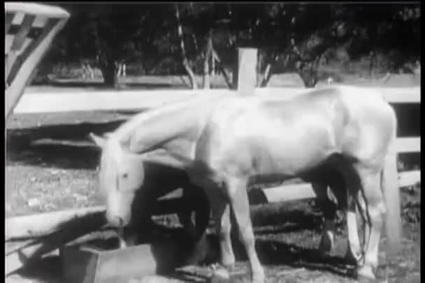Två Hästar Dricka Från Tråg Corral — Stockvideo