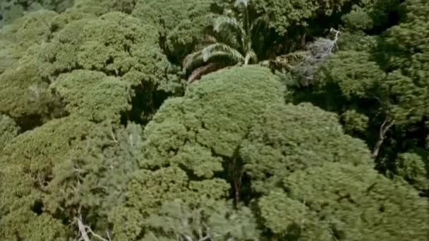Stín Vrtulník Létání Nad Stromy Roku 1980 — Stock video