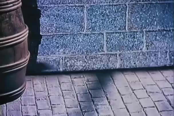 Ombres Rats Courant Travers Mur Briques — Video