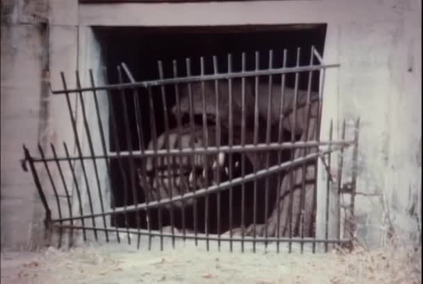 Monstrum Vrčení Mřížemi Suterénu Okna Roku 1980 — Stock video