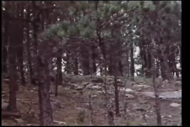 Panning Tiro Floresta — Vídeo de Stock