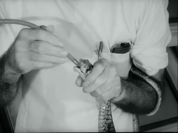 Herpetolog 1970 Lerde Yılanın Ağzına Uzun Ilaç Tüpü Sokuyor — Stok video