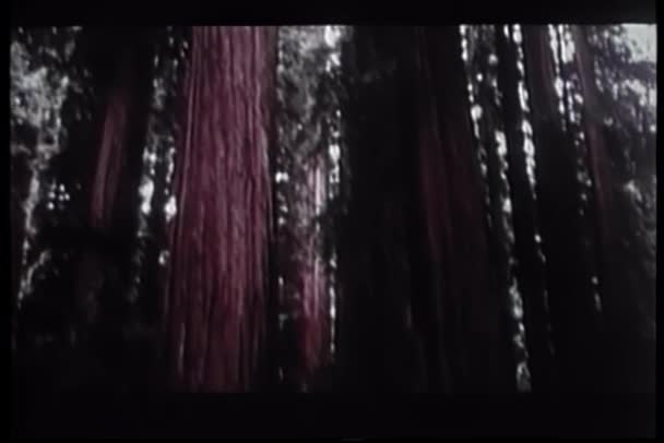 Pan Até Sequoias Oregon — Vídeo de Stock