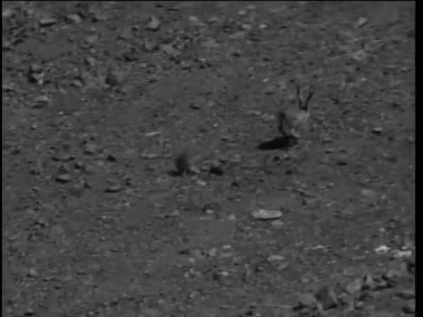Kayalık Arazide Zıplayan Tavşanın Yüksek Açı Görünümü — Stok video