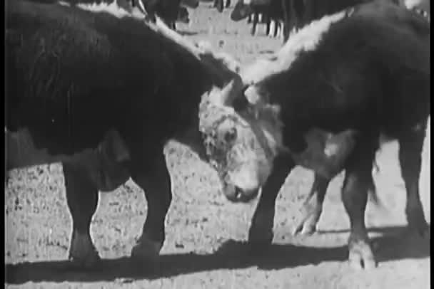 两只母牛在田里撞头 — 图库视频影像