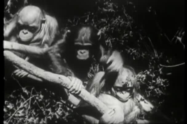 Três Macacos Sentados Árvore — Vídeo de Stock