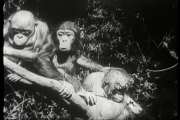 Tres Monos Sentados Árbol — Vídeo de stock