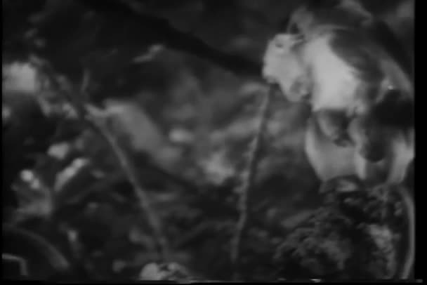 Монтажні Мавпи Птахи Сидять Дереві — стокове відео