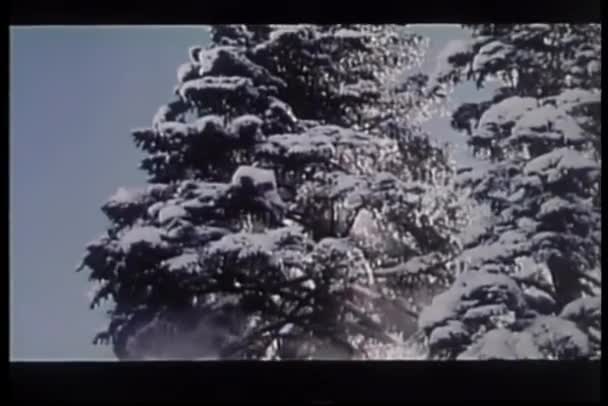 Dragen Klimmen Sneeuw Beladen Fir Tree — Stockvideo