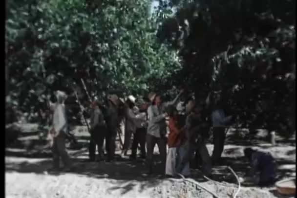 移徙工人从树上摇水果的镜头很宽 — 图库视频影像