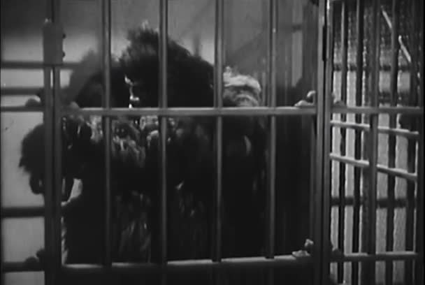 Запутавшийся Человек Костюме Гориллы Заперт Клетке Лаборатории 1950 Годы — стоковое видео