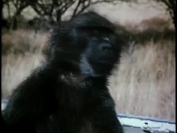 Mono Color Negro Mirando Hacia Otro Lado Bosque — Vídeos de Stock