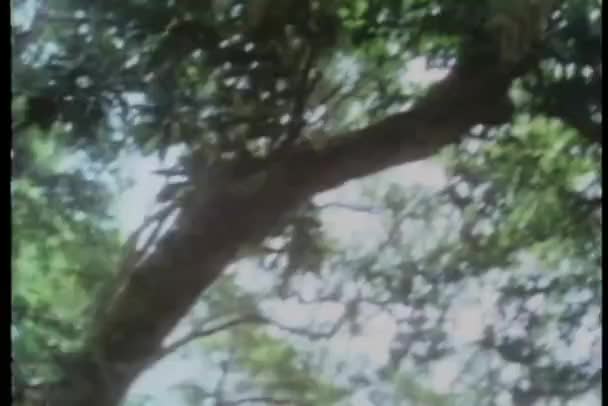 Nízký Úhel Pohledu Rýžování Tree Tops — Stock video