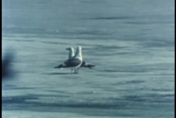 Two Glaucous Gulls Walking Ice Alaska — Stock Video