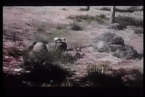 Coyote Chassant Coq Autour Ferme — Video
