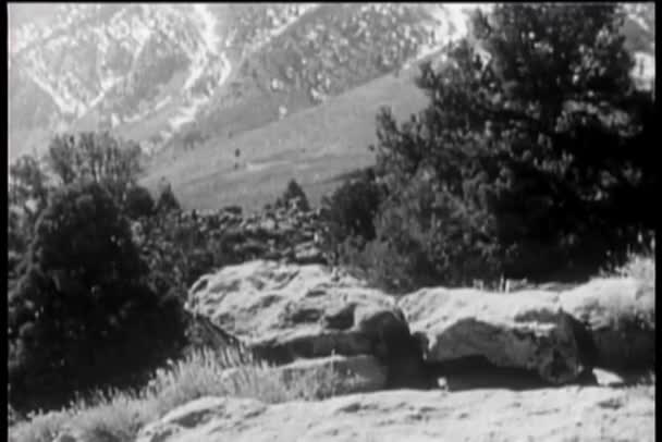 Cougar Che Cammina Sulla Roccia Nel Parco Nazionale Ringhia — Video Stock