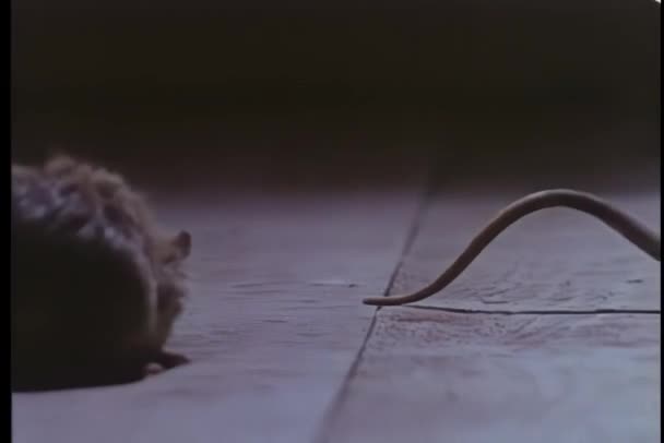 Due Ratti Che Camminano Sul Pavimento Legno — Video Stock