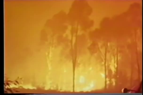 Posouvání Zuřícího Lesního Požáru — Stock video