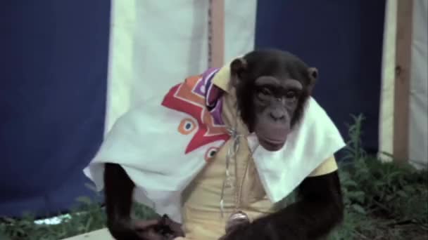 Maymun Başını Sallayarak Circus — Stok video