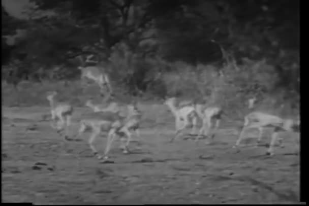 Montaż Dzikich Zwierząt Afryce — Wideo stockowe