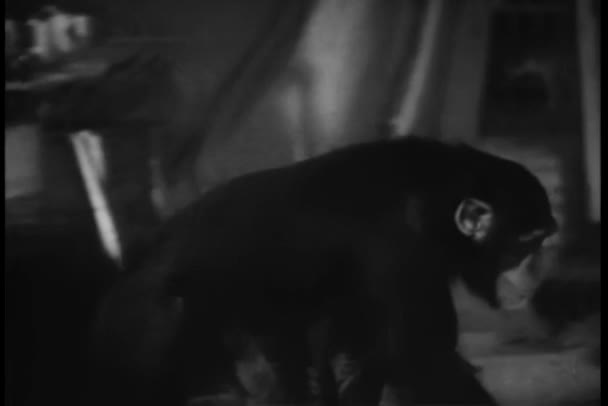 Ciekawską Małpką Smaku Pieprzem — Wideo stockowe