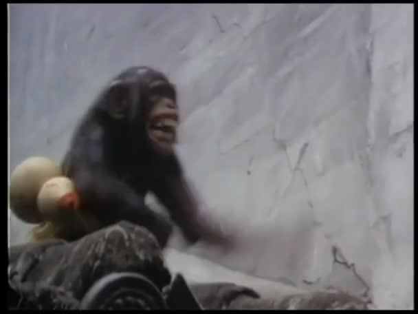 Macaco Travesso Telhado Fundo — Vídeo de Stock