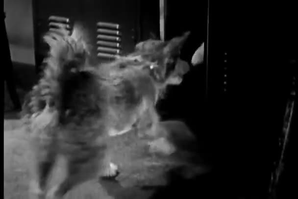 Вид Сзади Собаку Убирающую Полотенце Шкафчика — стоковое видео
