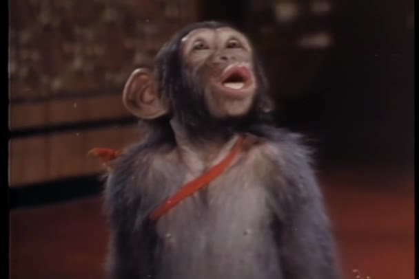 猿は叫んで ロイヤル コートでジャンプ — ストック動画