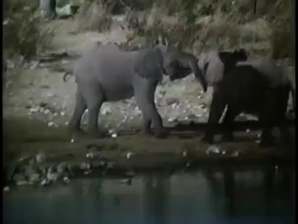 Comprimento Total Elefantes Conflito Margem Lago — Vídeo de Stock
