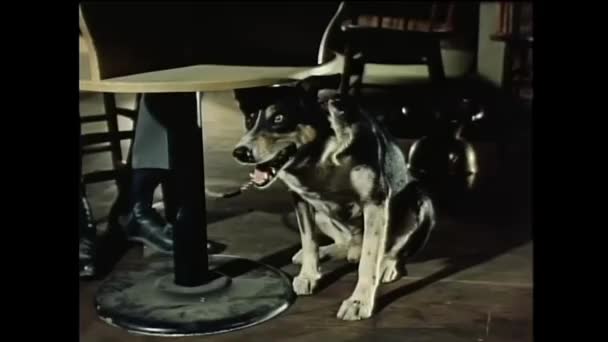 Close Tímido Welch Sheepdog Sentado Debaixo Mesa 1950 — Vídeo de Stock