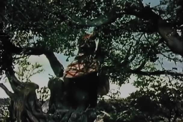Чоловік Середньовічному Костюмі Ковзаючи Стовбуру Дерева 1950 — стокове відео