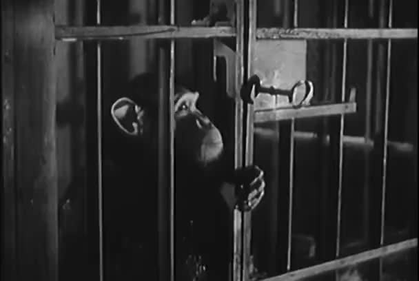 Małpa Pozwalając Się Klatki Laboratorium 1950 Roku — Wideo stockowe