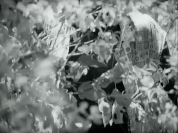 Înclinat Sus Lovitură Medie Zombie Ascuns Spatele Ramurilor 1970 — Videoclip de stoc