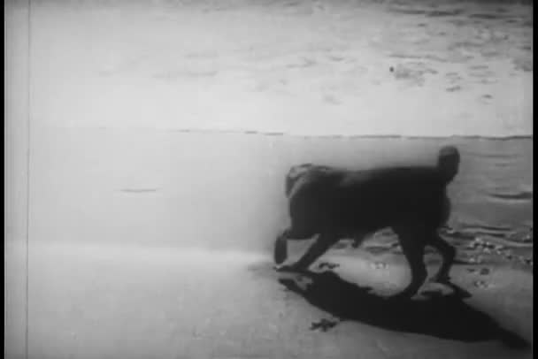 Hunden Jagar Krabba Stranden — Stockvideo