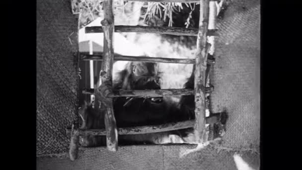 大猩猩把窗户从茅屋移开 黑白相间 — 图库视频影像
