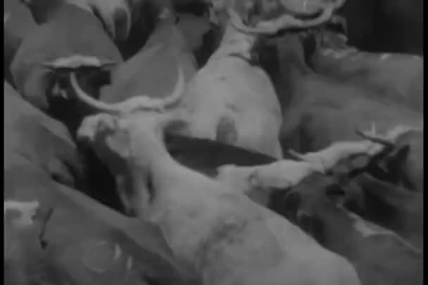 Herding Vaci Stilou — Videoclip de stoc