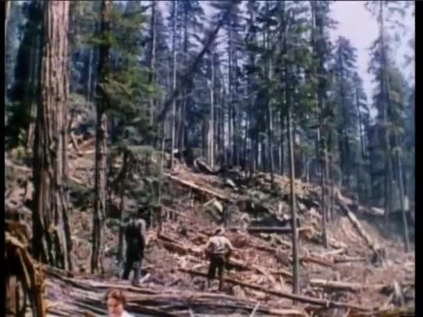 森の中に落ちるセコイアの木を見ているロガー — ストック動画