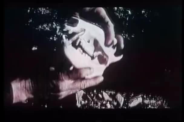 クビワペッカリー頭蓋骨を保持している手のクローズ アップ — ストック動画