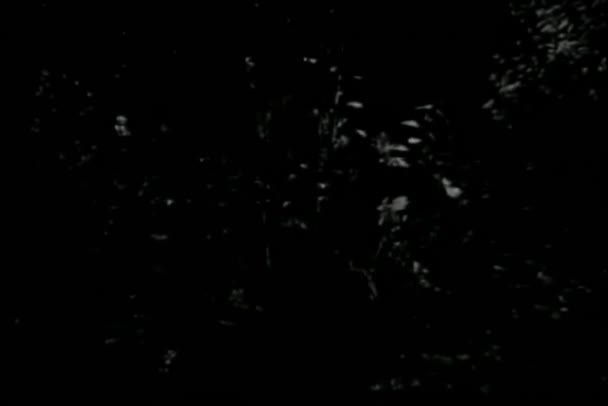Omul Care Trece Prin Tufișuri Noaptea — Videoclip de stoc