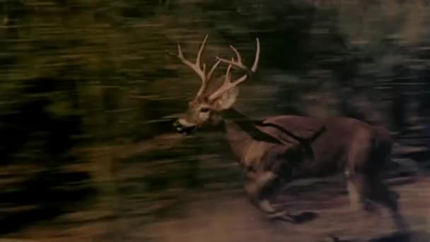 20世纪80年代在森林里奔跑的美丽的公鹿 — 图库视频影像