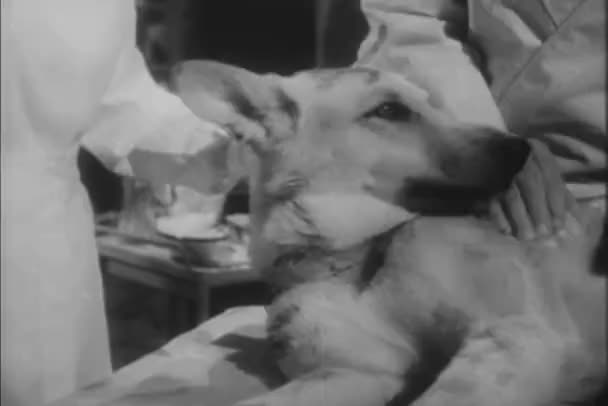 Ветеринар Помічник Пес Клініці 1940 — стокове відео