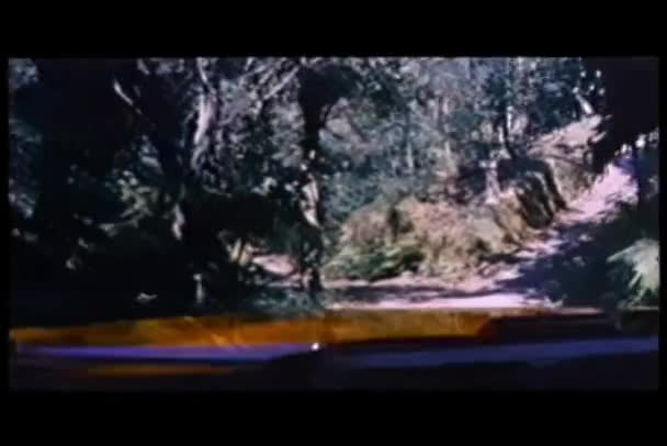 Orman Yolu Sürücü Görüş Vurdu — Stok video