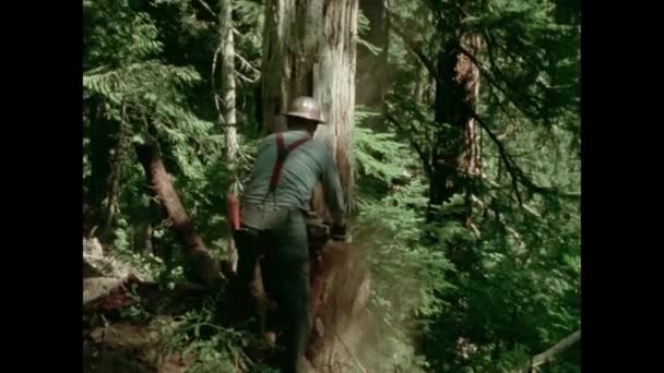 Bakifrån Lumberjack Såga Ner Träd Skogen 1970 Talet — Stockvideo